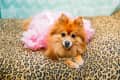 Pomeranian dog in pink tutu and pearl necklace on leopard print blanket.