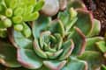 Closeup of an echeveria