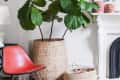Fiddle leaf fig in a home