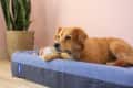 Brown dog lying on a blue pet bed next to a potted plant against a pink wall.