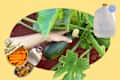 collage of person picking zucchini, water jug, canned vegetables