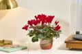 head on shot of a red potted cyclamen on a white counter top with a gold desk lamp on the left side and a record player on the right.