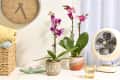 head on shot of two orchids in multicolor pots on a white counter with a blanket basket to the left and a white table fan on the right.