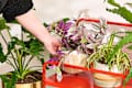 A person placing a Tradescantia Zebrina plant down on a red plant cart