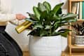 A woman watering a Chinese evergreen plant