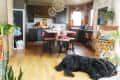Cozy kitchen with dark cabinets, pink bar stools, floral curtains, and a large black dog on wooden floor.