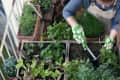 Woman planting vegetables and herbs in high bed on balcony