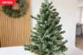 small undecorated tabletop Christmas tree with burlap root ball