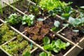 container garden with sections featuring different vegetables