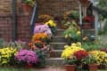 Fall-flowering potted plants placed on the outdoor steps of a home's entrance