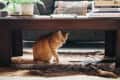Orange cat sitting under a wooden coffee table with books and a potted plant on top.
