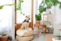 Small dog with a bandana sits on woven poufs in a bright room with various potted plants and a wooden shelf.