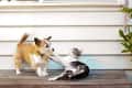 Dog and cat playfully interacting on a wooden deck in front of a white siding wall.