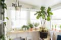 Sunroom with large fiddle leaf fig, hanging plant, and various potted plants on a wooden shelf by the window.