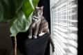 Gray cat sitting on a chair by a window with blinds, partially hidden by a large green plant.