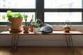 Cat lounging on a wooden bench with potted plants and a brass watering can by a window.