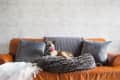 Brindle dog with red collar on a brown leather sofa, surrounded by gray pillows and a fluffy blanket.
