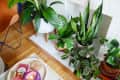 Indoor plants in pots on a wooden floor near a white brick fireplace, with a purple candle and book on a nearby table.
