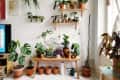 Indoor plant collection with various potted plants on a wooden bench and wall shelves, including a tall cactus by a window.
