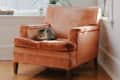 Cat lounging on a peach velvet armchair near a window with potted plants.