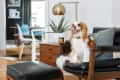 Cavalier King Charles Spaniel sitting on a black leather chair in a modern living room with a wooden side table and plant.