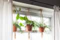 Three potted plants in macrame hangers by a window with white curtains.