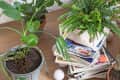 Potted plants on wooden floor with stacked magazines and string lights.