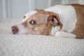 Brown and white dog lying on a patterned bedspread, looking sideways.