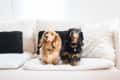 Two dachshunds sitting on a cream sofa with black and fluffy white pillows.