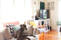 Dog lounging on a round beige chair in a bright living room with wooden floors, colorful cushions, and a TV stand.