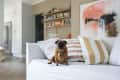 Small dog sitting on a white sofa with striped pillows, shelves with decor, and abstract art in the background.