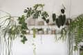Shelves with various potted houseplants, including ferns and philodendrons, against a light wall.