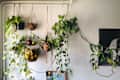 Hanging plants and fruit basket