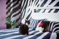 Black and white cat on a zebra-striped bed with matching pillows and a plant in the background.