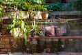 Brick garden terrace with potted plants, patterned cushions, and a steaming cup on a bench.