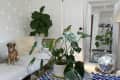 Living room with a dog on a gray sofa, large plants, a neon leaf sign, a disco ball, and a tall lamp.