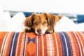 Brown dog resting on a striped orange and blue blanket, looking directly at the camera.