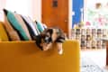Calico cat lounging on a mustard yellow sofa with striped pillows in a colorful living room.
