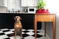 Dog in kitchen
