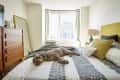 Dog resting on a patterned bed in a bright bedroom with a yellow headboard, wooden dresser, and city view through the window.
