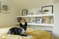Dog lying on a yellow bedspread in a cozy room with bookshelves and framed art on the walls.