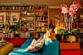 Orange cat on blue couch in maximalist living room