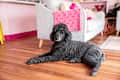 Dog sitting on living room floor.