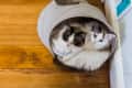 Two fluffy cats with blue eyes snuggled in a beige fabric tunnel on a wooden floor.