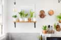 Kitchen with wooden shelf holding potted plants, copper pans on wall, and utensils in a holder.
