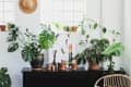 Indoor plants on a black cabinet with a straw hat on the wall and candles in the background.
