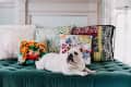 Bulldog lying on a green velvet sofa with colorful floral and patterned pillows.