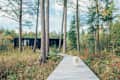 Modern black cabin in a forest with a wooden path and a small white dog walking.