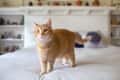Orange tabby cat standing on a bed with white bedding, shelves, and potted plants in the background.