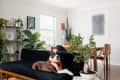 Dog on a black sofa in a living room with plants, artwork, and a dining table in the background.